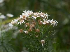 Olearia glandulosa