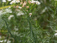 Olearia glandulosa