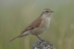 Cinclodes comechingonus