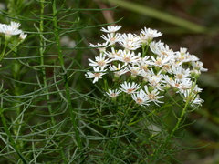 Olearia glandulosa