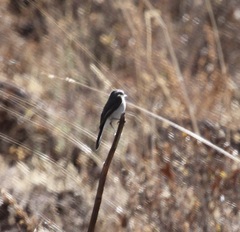 Ochthoeca leucophrys