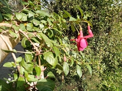 Magnoliopsida