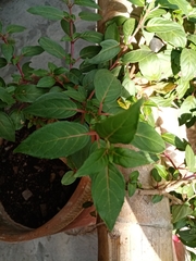 Magnoliopsida