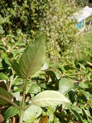 Magnoliopsida