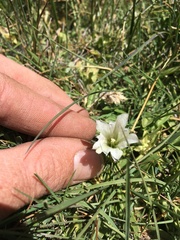 Gentiana newberryi tiogana