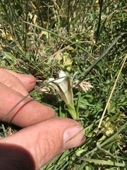 Gentiana newberryi tiogana