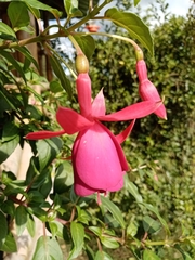Magnoliopsida