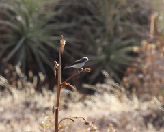 Ochthoeca leucophrys