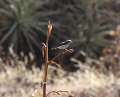 Ochthoeca leucophrys