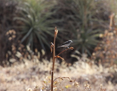 Ochthoeca leucophrys