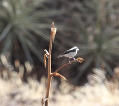 Ochthoeca leucophrys