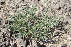 Zygophyllum pterocarpum