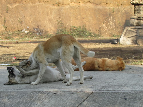 Canis lupus image