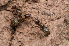 Liometopum apiculatum