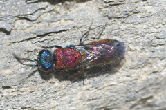Chrysis viridula