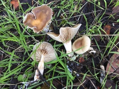 Meottomyces dissimulans