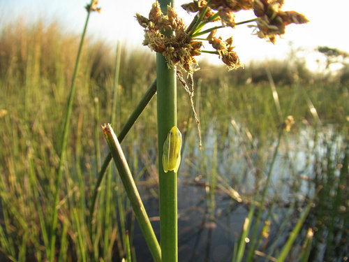 Hyperolius benguellensis