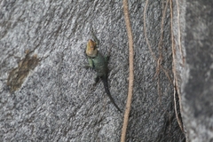 Sceloporus stejnegeri
