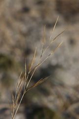 Aristida tuberculosa