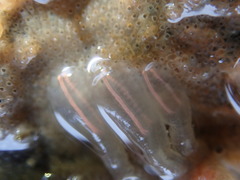 Clavelina