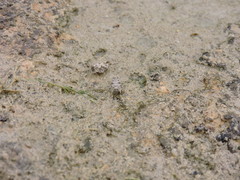 Paratettix mexicanus