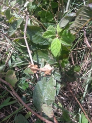 Epaphrodita musarum