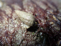 Amphissa versicolor
