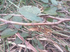 Epaphrodita musarum