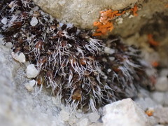 Grimmia anodon