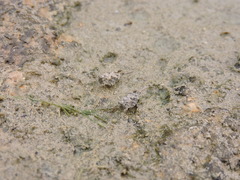 Paratettix mexicanus