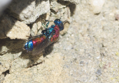 Chrysis viridula
