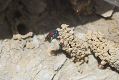 Chrysis viridula