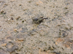 Paratettix mexicanus