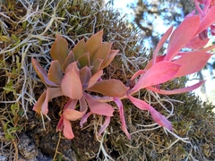 Echeveria rosea