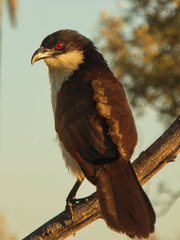 Centropus senegalensis