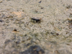 Paratettix mexicanus