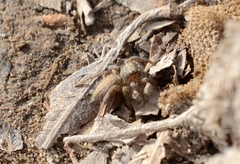 Plexippus setipes