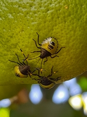 Biprorulus bibax