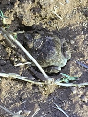 Platyplectrum spenceri