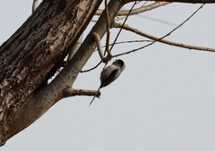 Aegithalos glaucogularis