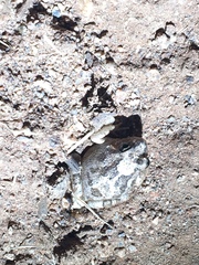 Platyplectrum spenceri