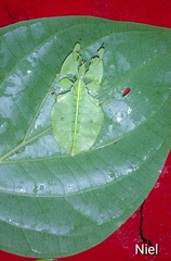 Pulchriphyllium bioculatum