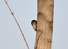 Aegithalos glaucogularis