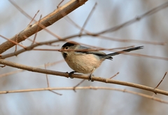 Aegithalos glaucogularis