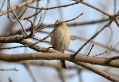 Aegithalos glaucogularis