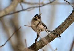 Aegithalos glaucogularis