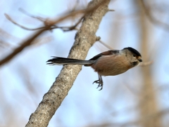 Aegithalos glaucogularis