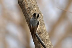 Aegithalos glaucogularis