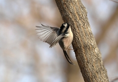 Aegithalos glaucogularis