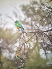 Psephotus varius